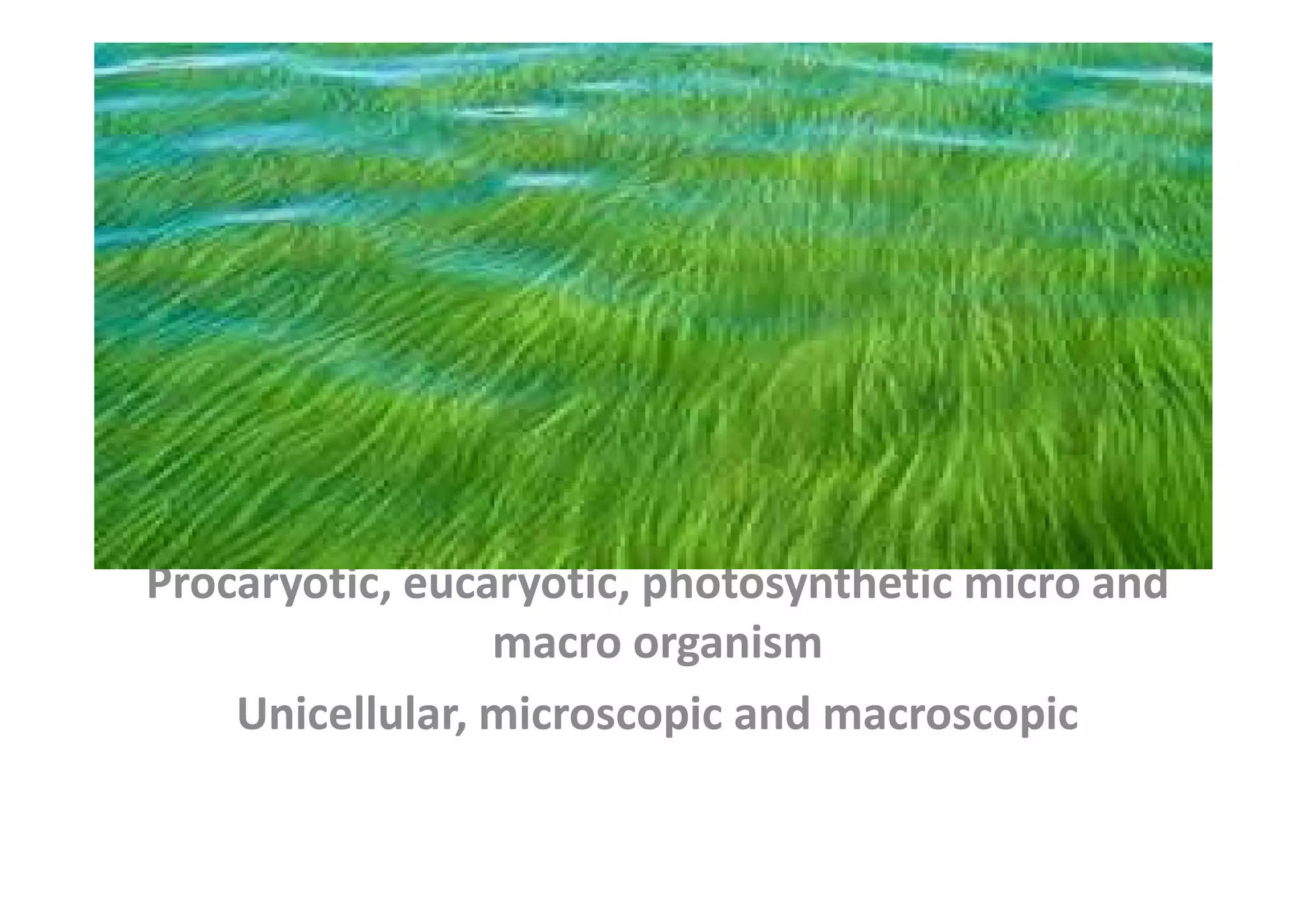 Algae | PDF