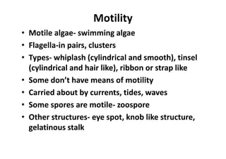 Algae | PDF