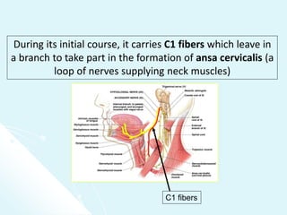Anatomy of CN XI & XII | PPT