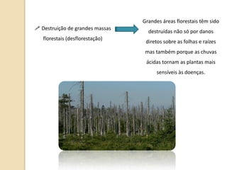 Grandes áreas florestais têm sido
 Destruição de grandes massas
                                   destruídas não só por danos
   florestais (desflorestação)
                                  diretos sobre as folhas e raízes
                                  mas também porque as chuvas
                                  ácidas tornam as plantas mais
                                       sensíveis às doenças.
 