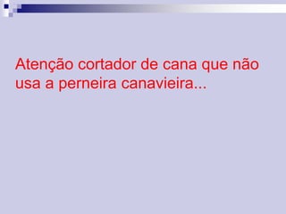 Atenção cortador de cana que não 
usa a perneira canavieira... 
 