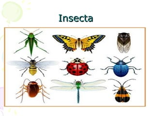 InsectaInsecta
 