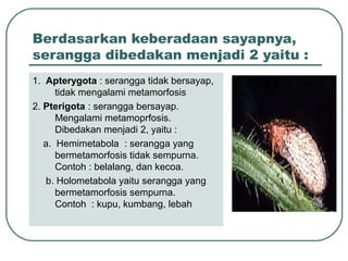 Berdasarkan keberadaan sayapnya,
serangga dibedakan menjadi 2 yaitu :
1. Apterygota : serangga tidak bersayap,
tidak mengalami metamorfosis
2. Pterigota : serangga bersayap.
Mengalami metamoprfosis.
Dibedakan menjadi 2, yaitu :
a. Hemimetabola : serangga yang
bermetamorfosis tidak sempurna.
Contoh : belalang, dan kecoa.
b. Holometabola yaitu serangga yang
bermetamorfosis sempurna.
Contoh : kupu, kumbang, lebah
 