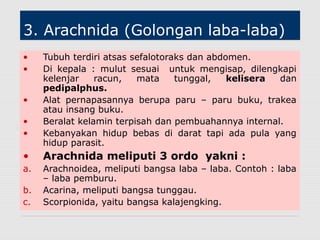 3. Arachnida (Golongan laba-laba)
• Tubuh terdiri atsas sefalotoraks dan abdomen.
• Di kepala : mulut sesuai untuk mengisap, dilengkapi
kelenjar racun, mata tunggal, kelisera dan
pedipalphus.
• Alat pernapasannya berupa paru – paru buku, trakea
atau insang buku.
• Beralat kelamin terpisah dan pembuahannya internal.
• Kebanyakan hidup bebas di darat tapi ada pula yang
hidup parasit.
• Arachnida meliputi 3 ordo yakni :
a. Arachnoidea, meliputi bangsa laba – laba. Contoh : laba
– laba pemburu.
b. Acarina, meliputi bangsa tunggau.
c. Scorpionida, yaitu bangsa kalajengking.
 