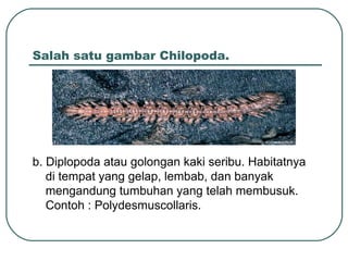 Salah satu gambar Chilopoda.
b. Diplopoda atau golongan kaki seribu. Habitatnya
di tempat yang gelap, lembab, dan banyak
mengandung tumbuhan yang telah membusuk.
Contoh : Polydesmuscollaris.
 