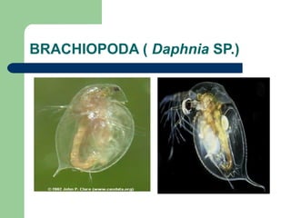 BRACHIOPODA ( Daphnia SP.)
 