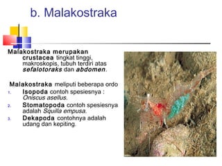 b. Malakostraka
Malakostraka merupakan
crustacea tingkat tinggi,
makroskopis, tubuh terdiri atas
sefalotoraks dan abdomen.
Malakostraka meliputi beberapa ordo
1. Isopoda contoh spesiesnya :
Oniscus asellus.
2. Stomatopoda contoh spesiesnya
adalah Squilla empusa.
3. Dekapoda contohnya adalah
udang dan kepiting.
 