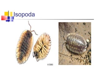 Isopoda
 