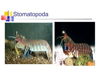 Stomatopoda
 