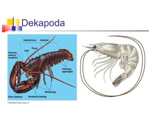 Dekapoda
 