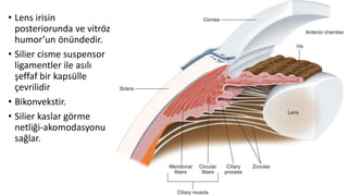 • Lens irisin
posteriorunda ve vitröz
humor’un önündedir.
• Silier cisme suspensor
ligamentler ile asılı
şeffaf bir kapsülle
çevrilidir
• Bikonvekstir.
• Silier kaslar görme
netliği-akomodasyonu
sağlar.
 