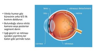 • Vitröz humor göz
küresinin arka 4/5 lik
kısmını doldurur.
• Bulunduğu alana vitröz
kamara veya posterior
segment denir.
• Işığı geçirir ve retinayı
içerden şişirilmiş bir
balon gibi yerinde tutar.
 