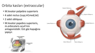Orbita kasları (extraocular)
• M.levator palpebra superioris
• 4 adet rectus (sup,inf,med,lat)
• 2 adet obliquus
• M.levator papebra superioris,
m.orbicularis oculi’nin
antagonistidir. Üst göz kapağına
yapışır.
 
