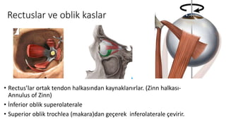 Rectuslar ve oblik kaslar
• Rectus’lar ortak tendon halkasından kaynaklanırlar. (Zinn halkası-
Annulus of Zinn)
• İnferior oblik superolaterale
• Superior oblik trochlea (makara)dan geçerek inferolaterale çevirir.
 