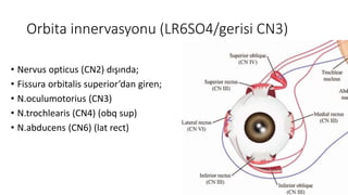 Orbita innervasyonu (LR6SO4/gerisi CN3)
• Nervus opticus (CN2) dışında;
• Fissura orbitalis superior’dan giren;
• N.oculumotorius (CN3)
• N.trochlearis (CN4) (obq sup)
• N.abducens (CN6) (lat rect)
 