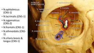 • N.ophtalmicus
(CN5-1)
• N.lacrimalis (CN5-1)
• N.zygomaticus
(CN5-2)
• N.frontalis (CN5-1)
• N.ethmoidalis (CN5-
1)
• N.ciliaris brevis &
longus (CN5-1)
 