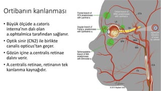 Ortibanın kanlanması
• Büyük ölçüde a.catoris
interna’nın dalı olan
a.ophtalmica tarafından sağlanır.
• Optik sinir (CN2) ile birlikte
canalis opticus’tan geçer.
• Gözün içine a.centralis retinae
dalını verir.
• A.centralis retinae, retinanın tek
kanlanma kaynağıdır.
 