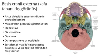 Basis cranii externa (kafa
tabanı dış görünüş)
• Arcus alveolaris superior (dişlerin
oturduğu kemer)
• Maxilla’ların processus palatinus’ları
• Os palatina
• Os sfenoidale
• Os vomer
• Os temporale ve os occipitale
• Sert damak maxilla’nın processus
palatinusu ve os palatina tarafından
oluştururlur.
 