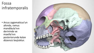 Fossa
infratemporalis
• Arcus zygomaticus’un
altında, ramus
mandibula’nın
derininde ve
maxilla’nın
posteriorunda kalan
düzensiz boşluktur.
 