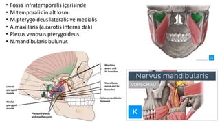 • Fossa infratemporalis içerisinde
• M.temporalis’in alt kısmı
• M.pterygoideus lateralis ve medialis
• A.maxillaris (a.carotis interna dalı)
• Plexus venosus pterygoideus
• N.mandibularis bulunur.
 