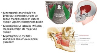 • M.temporalis mandibula’nın
processus coronoideus’una ve
ramus mandibulanın ön yüzüne
yapışır. Çiğneme kaslarından biridir.
• M.pterygoideus lateralis TME’den
sfenoid kemiğin ala majörüne
yapışır.
• M.pterygoideus medialis
mandibula ramus’unun medial
yüzünden
 
