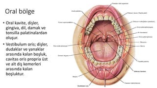 Oral bölge
• Oral kavite, dişler,
gingiva, dil, damak ve
tonsilla palatinalardan
oluşur.
• Vestibulum oris; dişler,
dudaklar ve yanaklar
arasında kalan boşluk,
cavitas oris propria üst
ve alt diş kemerleri
arasında kalan
boşluktur.
 