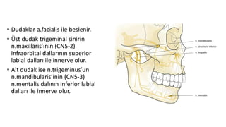 • Dudaklar a.facialis ile beslenir.
• Üst dudak trigeminal sinirin
n.maxillaris’inin (CN5-2)
infraorbital dallarının superior
labial dalları ile innerve olur.
• Alt dudak ise n.trigeminus’un
n.mandibularis’inin (CN5-3)
n.mentalis dalının inferior labial
dalları ile innerve olur.
 