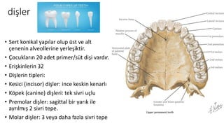 dişler
• Sert konikal yapılar olup üst ve alt
çenenin alveollerine yerleşiktir.
• Çocukların 20 adet primer/süt dişi vardır.
• Erişkinlerin 32
• Dişlerin tipleri:
• Kesici (incisor) dişler: ince keskin kenarlı
• Köpek (canine) dişleri: tek sivri uçlu
• Premolar dişler: sagittal bir yarık ile
ayrılmış 2 sivri tepe.
• Molar dişler: 3 veya daha fazla sivri tepe
 