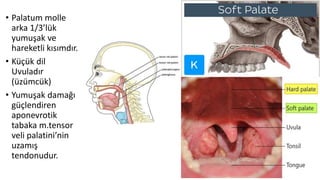• Palatum molle
arka 1/3’lük
yumuşak ve
hareketli kısımdır.
• Küçük dil
Uvuladır
(üzümcük)
• Yumuşak damağı
güçlendiren
aponevrotik
tabaka m.tensor
veli palatini’nin
uzamış
tendonudur.
 