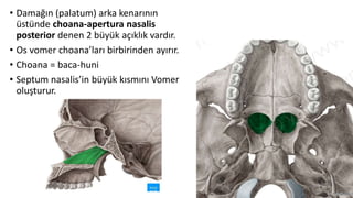 • Damağın (palatum) arka kenarının
üstünde choana-apertura nasalis
posterior denen 2 büyük açıklık vardır.
• Os vomer choana’ları birbirinden ayırır.
• Choana = baca-huni
• Septum nasalis’in büyük kısmını Vomer
oluşturur.
 