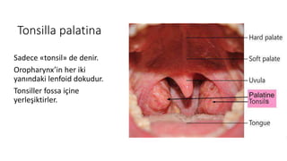 Tonsilla palatina
Sadece «tonsil» de denir.
Oropharynx’in her iki
yanındaki lenfoid dokudur.
Tonsiller fossa içine
yerleşiktirler.
 