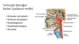 Yumuşak damağın
kasları (palatum molle)
• M.levator veli palatini
• M.tensor veli palatini
• M.palatoglossus
• M.palatophrayngeus
• M.uvulae
 