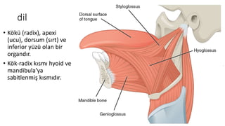 dil
• Kökü (radix), apexi
(ucu), dorsum (sırt) ve
inferior yüzü olan bir
organdır.
• Kök-radix kısmı hyoid ve
mandibula’ya
sabitlenmiş kısmıdır.
 