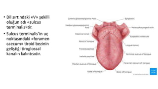 • Dil sırtındaki «V» şekilli
oluğun adı «sulcus
terminalis»tir.
• Sulcus terminalis’in uç
noktasındaki «foramen
caecum» tiroid bezinin
geliştiği tiroglossal
kanalın kalıntısıdır.
 