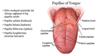 • Dilin mukozal yüzünde tat
almayı sağlayan 4 tip
papilla vardır.
• Papilla vallata (halkasal)
• Papilla foliata (katlantı)
• Papilla filiformes (ipliksi)
• Papilla fungiformes
(mantar benzeri)
 