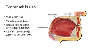 Ekstrensek kaslar-1
• M.genioglossus
• Mandibula’dan başlar
• Yelpaze şeklinde dilin
sırtına doğru genişler.
• Alt lifleri hyoid kemiğe
yapışır ve dili öne çeker.
 