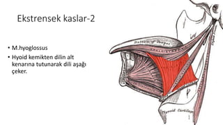 Ekstrensek kaslar-2
• M.hyoglossus
• Hyoid kemikten dilin alt
kenarına tutunarak dili aşağı
çeker.
 