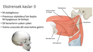 Ekstrensek kaslar-3
• M.styloglossus
• Processus styloideus’tan başlar.
M.hyoglossus ile birleşir.
• Dil kenarlarını yukarı çeker.
• Yutma sırasında dili oluk haline getirir.
 