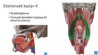Ekstrensek kaslar-4
• M.palatoglossus
• Yumuşak damaktan başlayıp dil
kenarına tutunur.
 