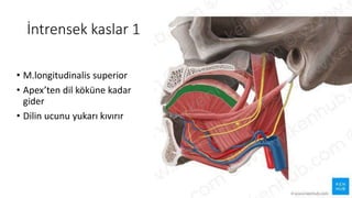 İntrensek kaslar 1
• M.longitudinalis superior
• Apex’ten dil köküne kadar
gider
• Dilin ucunu yukarı kıvırır
 