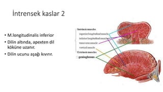 İntrensek kaslar 2
• M.longitudinalis inferior
• Dilin altında, apexten dil
köküne uzanır.
• Dilin ucunu aşağı kıvırır.
 