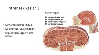 İntrensek kaslar 3
• Mm.transversus lingua
• M.long.sup.’un altındadır
• Septumdan sağa ve sola
uzanır.
 