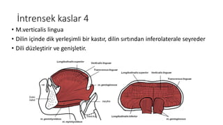 İntrensek kaslar 4
• M.verticalis lingua
• Dilin içinde dik yerleşimli bir kastır, dilin sırtından inferolaterale seyreder
• Dili düzleştirir ve genişletir.
 