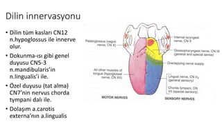 Dilin innervasyonu
• Dilin tüm kasları CN12
n.hypoglossus ile innerve
olur.
• Dokunma-ısı gibi genel
duyusu CN5-3
n.mandibularis’in
n.lingualis’i ile.
• Özel duyusu (tat alma)
CN7’nin nervus chorda
tympani dalı ile.
• Dolaşım a.carotis
externa’nın a.lingualis
 