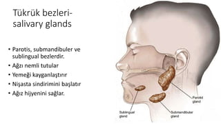 Tükrük bezleri-
salivary glands
• Parotis, submandibuler ve
sublingual bezlerdir.
• Ağzı nemli tutular
• Yemeği kayganlaştırır
• Nişasta sindirimini başlatır
• Ağız hijyenini sağlar.
 