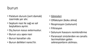 burun
• Palatum durum (sert damak)
üzerinde yer alır.
• Septum nasi ile sağ ve sol
boşluklara ayrılır.
• Dış burun nasus externustur.
• Burun ucu apex nasi
• Burun kanatları ala
• Burun delikleri nares’tir.
• Görevleri
• Olfaksiyon (koku alma)
• Respirasyon (solunum)
• Filtrasyon
• Solunum havasını nemlendirme
• Paranazal sinüslerden ve canalis
lacrimalisten gelen
sekresyonların atılması.
 
