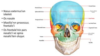 • Nasus externus’un
iskeleti
• Os nasale
• Maxilla’nın processus
frontalis’i
• Os frontale’nin pars
nasalis’i ve spina
nasalis’ten oluşur.
 