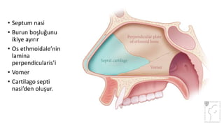 • Septum nasi
• Burun boşluğunu
ikiye ayırır
• Os ethmoidale’nin
lamina
perpendicularis’i
• Vomer
• Cartilago septi
nasi’den oluşur.
 