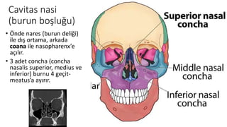 Cavitas nasi
(burun boşluğu)
• Önde nares (burun deliği)
ile dış ortama, arkada
coana ile nasopharenx’e
açılır.
• 3 adet concha (concha
nasalis superior, medius ve
inferior) burnu 4 geçit-
meatus’a ayırır.
 