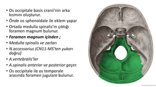 • Os occipitale basis cranii’nin arka
kısmını oluşturur.
• Önde os sphenoidale ile eklem yapar
• Ortada medulla spinalis’in çıktığı
foramen magnum bulunur.
• Foramen magnum içinden ;
• Medulla spinalis ve zarları
• N.accessorius (CN11-MS’ten yukarı
doğru)
• A.vertebralis’ler
• A.spinalis anterior ve posterior geçer.
• Os occipitale ile os temporale
arasında foramen jugulare bulunur.
 